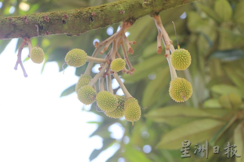 市场货足价稳,天气拉长季节,7至12月有榴梿吃