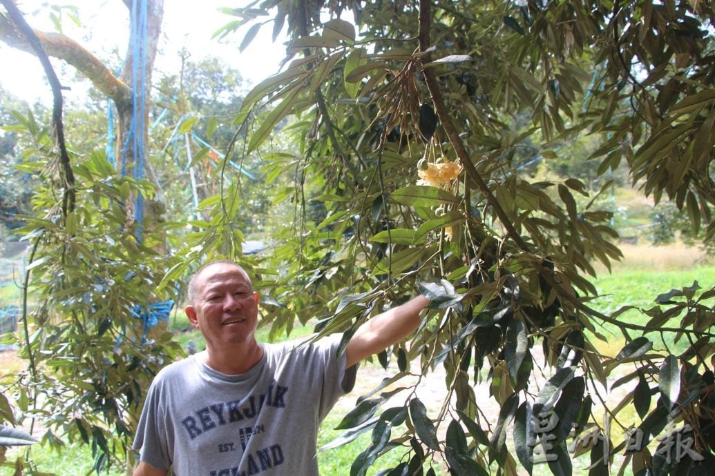 市场货足价稳,天气拉长季节,7至12月有榴梿吃
