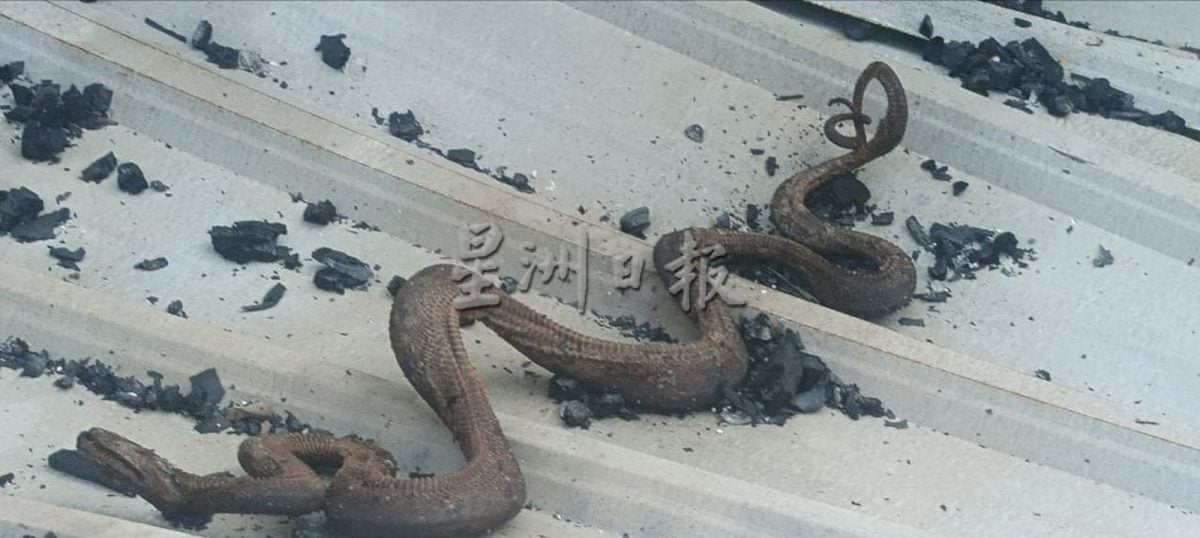 供星洲网:马口通往峇都基基路火患,没闹出人命却闹出蛇命