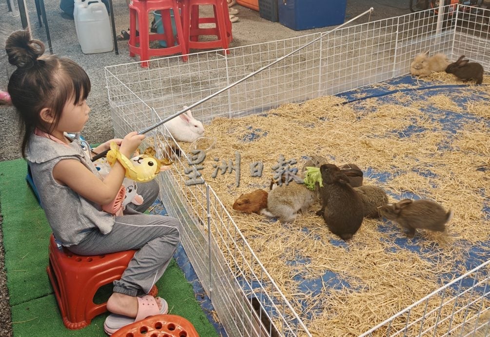 （大北马）吉打天后宫首开先河，带着真的马儿出巡绕境，成为吉打州内华人庙宇的创例。