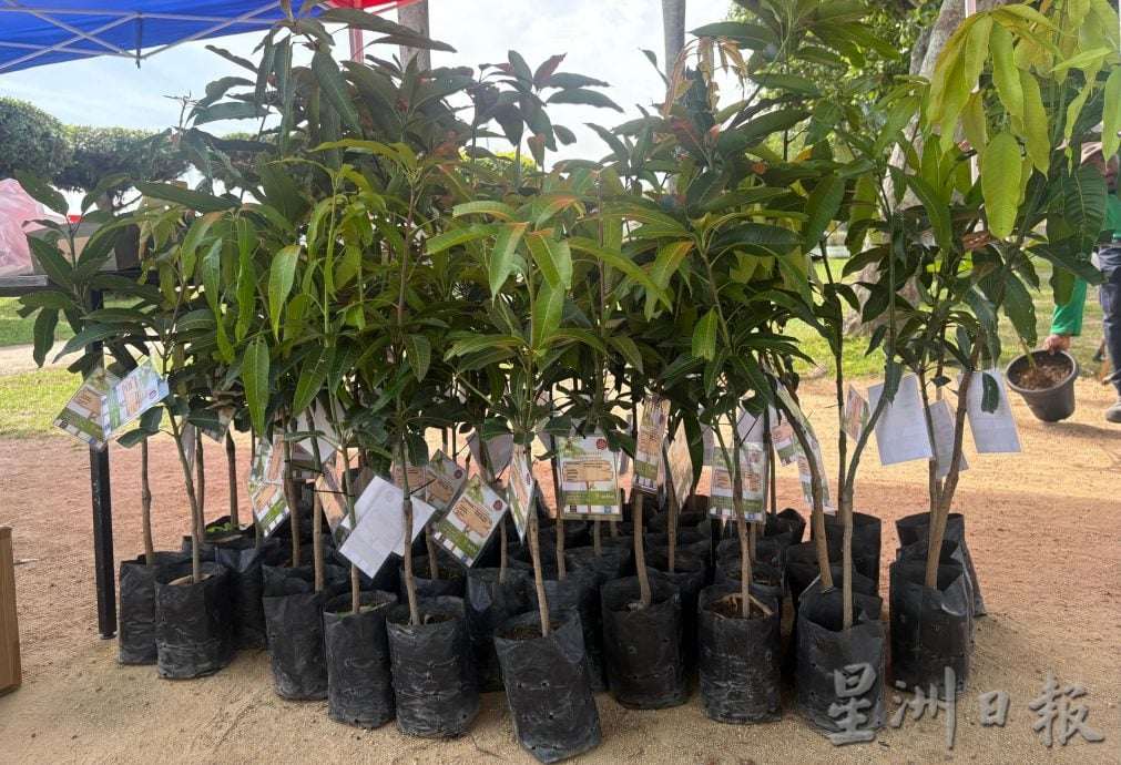 （大北马）槟市政厅献捐1万树苗　支持古董车爱好者俱乐部植树运动