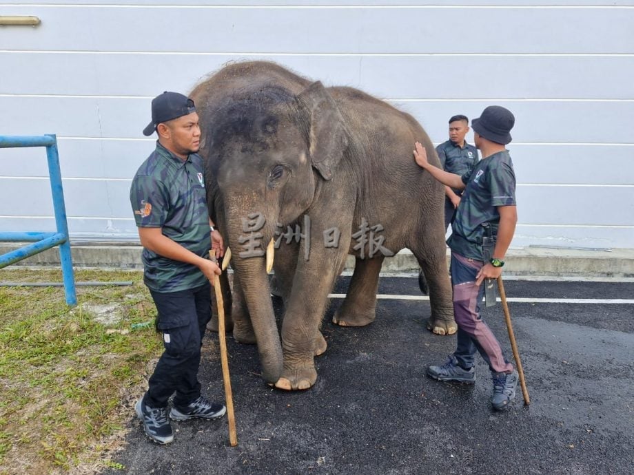 (已签发)柔:**封面主文**柔州政府首次拨款60万 减少人象冲突