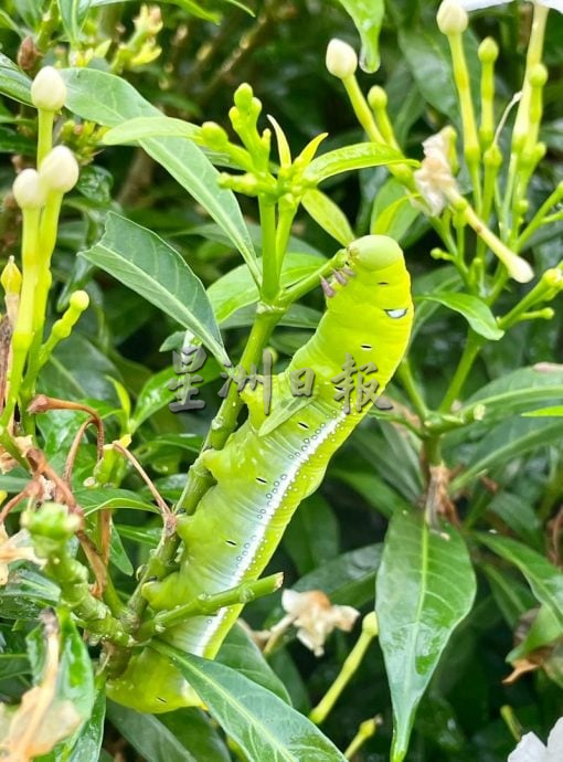 星角摄/毛毛虫