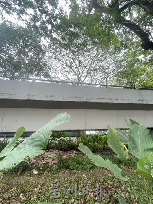 **已签发**柔:第二版头:民生特工队〡厂主对抗落叶风暴10年 吁当局受理投诉砍大树