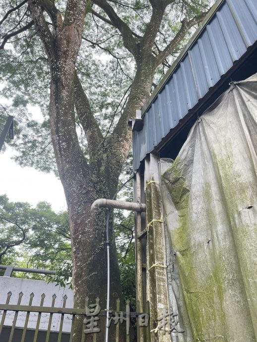 **已签发**柔:第二版头:民生特工队〡厂主对抗落叶风暴10年 吁当局受理投诉砍大树