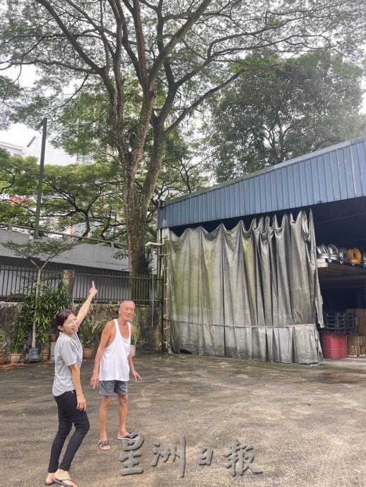 **已签发**柔:第二版头:民生特工队〡厂主对抗落叶风暴10年 吁当局受理投诉砍大树