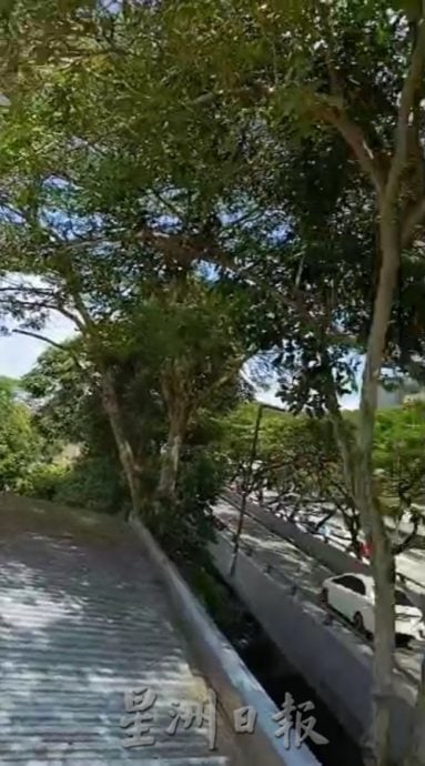 **已签发**柔:第二版头:民生特工队〡厂主对抗落叶风暴10年 吁当局受理投诉砍大树