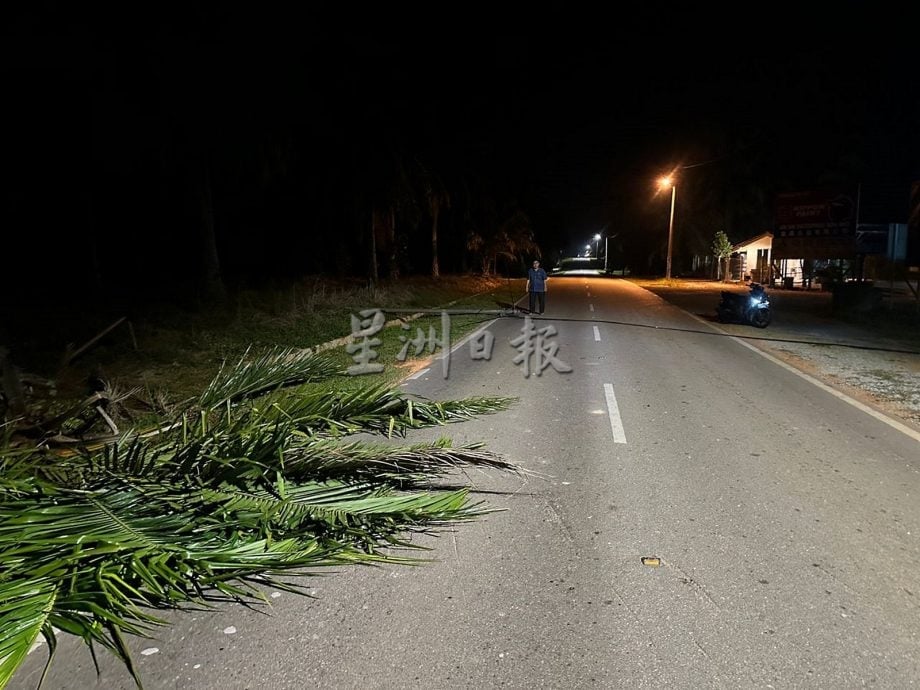 NS马口:榕吉大路边棕树倒下压中光纤拉断柱子