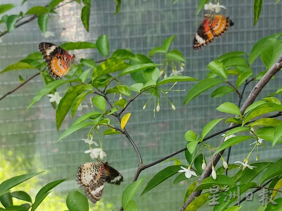 (大北马)锺灵独中蝴蝶园开幕