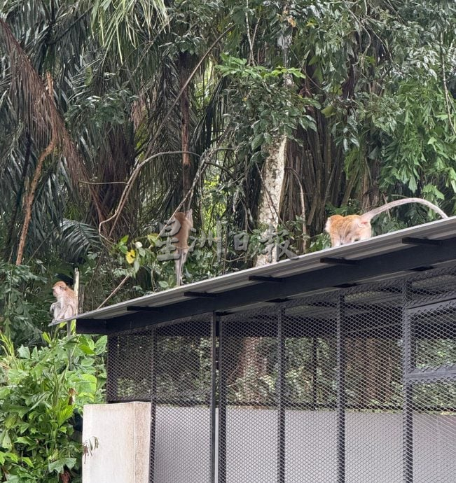 （大北马）五公司花园野猴滋扰