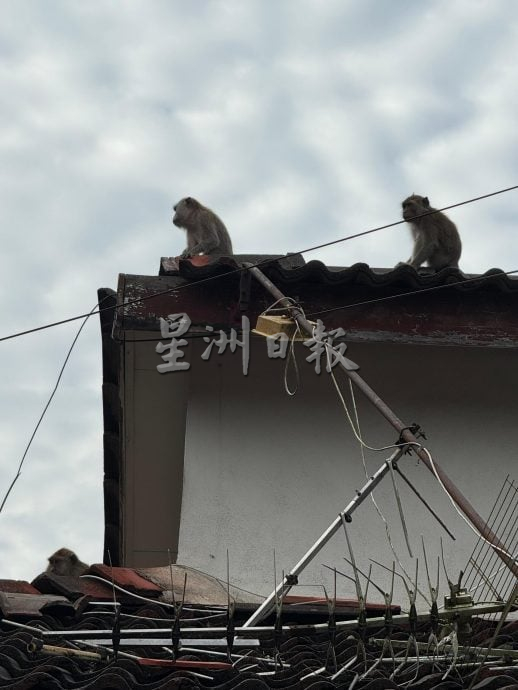 （大北马）五公司花园野猴滋扰