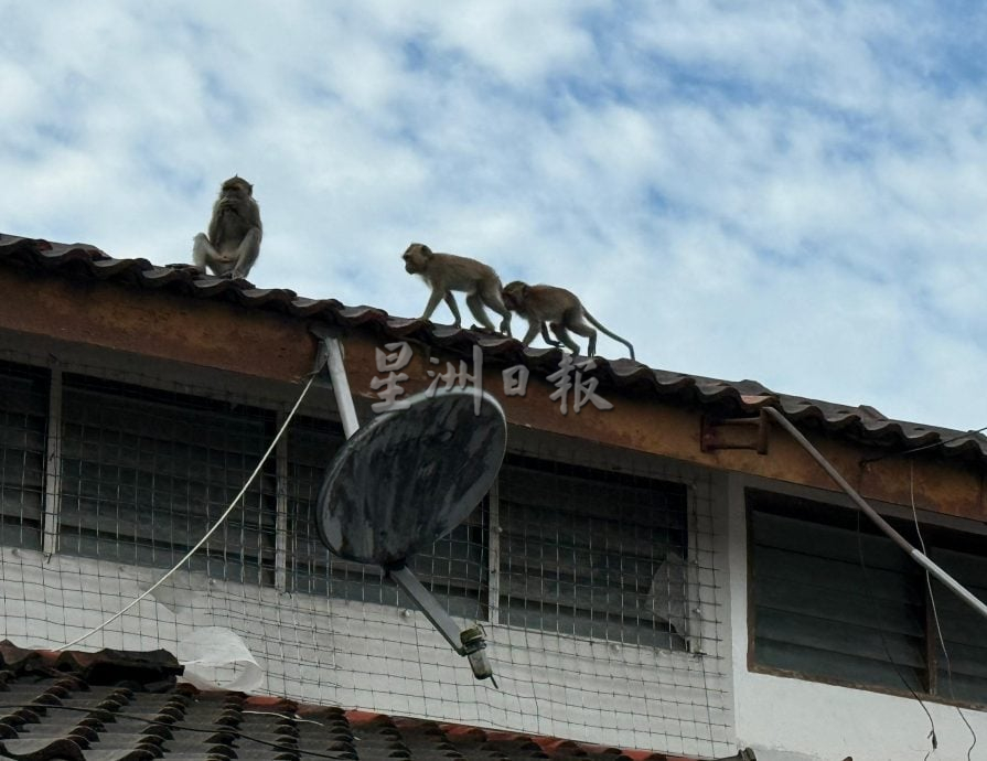 （大北马）五公司花园野猴滋扰