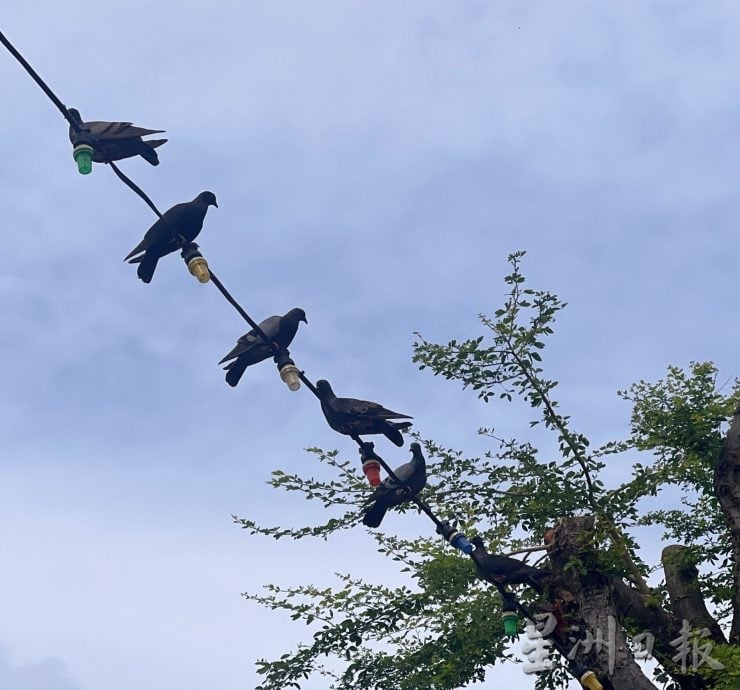 （古城第2版主文）鸽子不见了！小印度喷水池今早“空城”