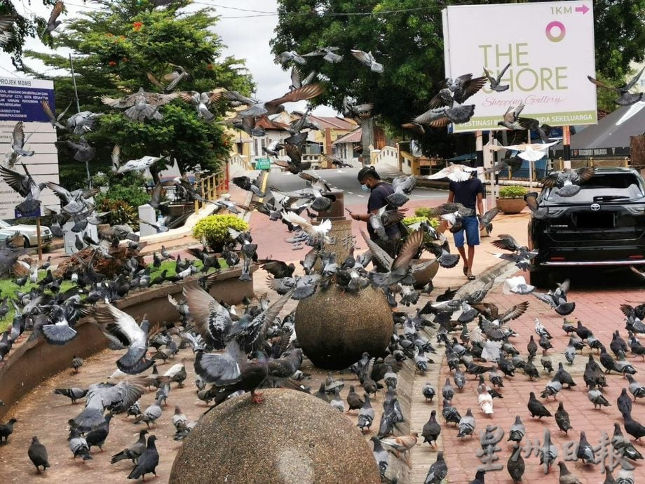 （古城第2版主文）鸽子不见了！小印度喷水池今早“空城”