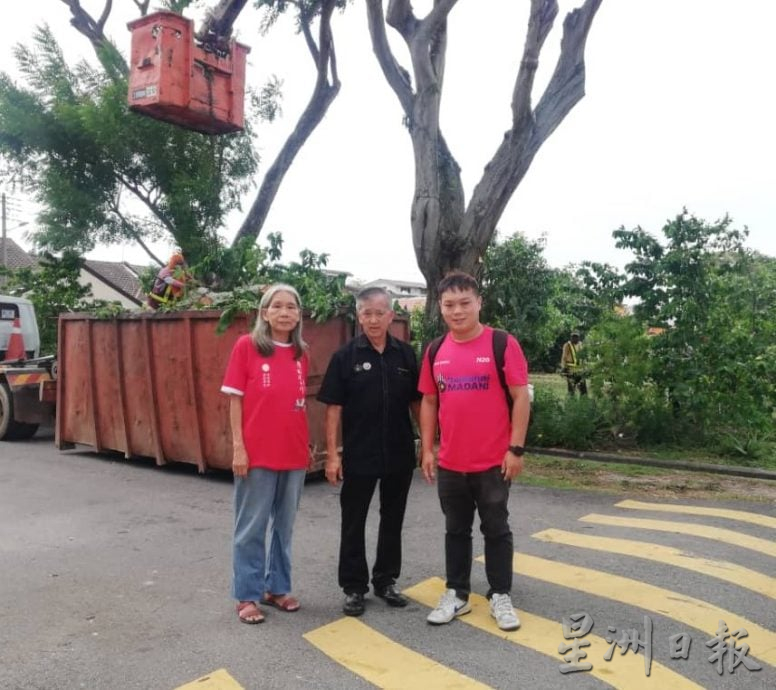 (古城第四版主文)市政厅迄今修剪逾1700棵大树,确保居民与游客安全