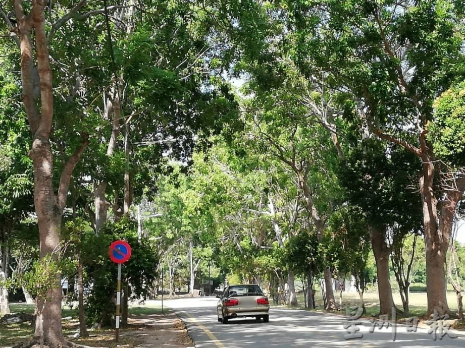 (古城第四版主文)市政厅迄今修剪逾1700棵大树,确保居民与游客安全