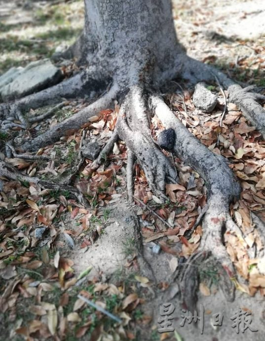 (古城第四版主文)市政厅迄今修剪逾1700棵大树,确保居民与游客安全