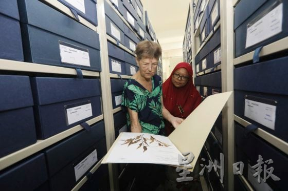 【别有洞天／03】从石灰岩山长出的独特植物生命