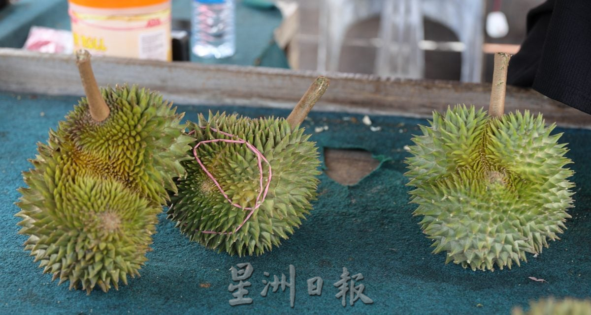 青皮榴梿产量暴跌 部分果农没收成