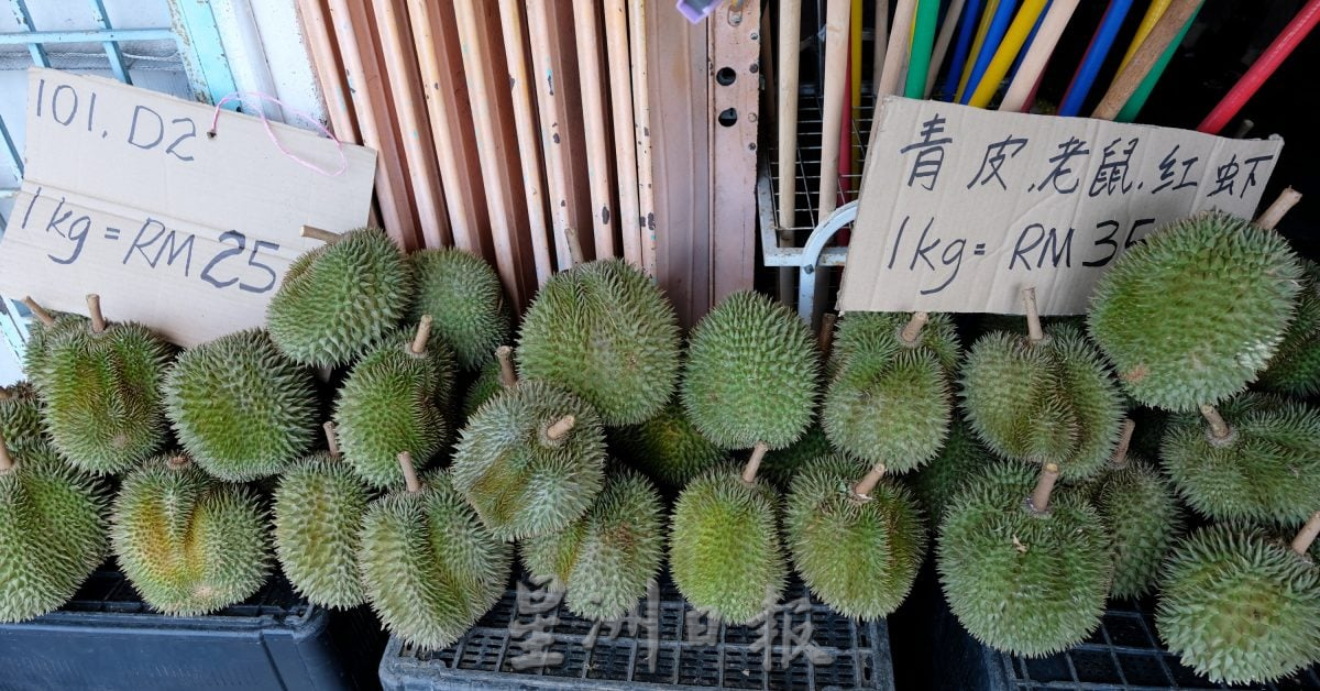 青皮榴梿产量暴跌 部分果农没收成