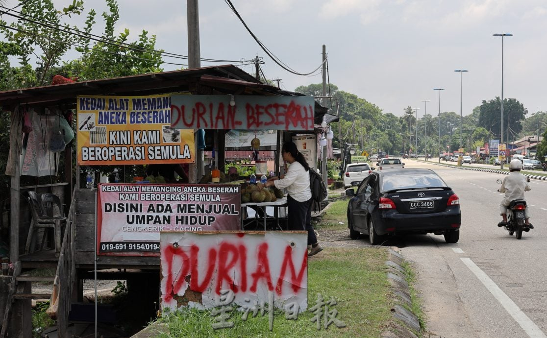 青皮榴梿产量暴跌 部分果农没收成