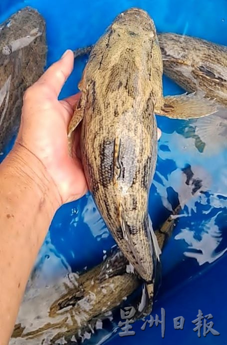 击败中越入口鱼 大马养殖荀壳受落