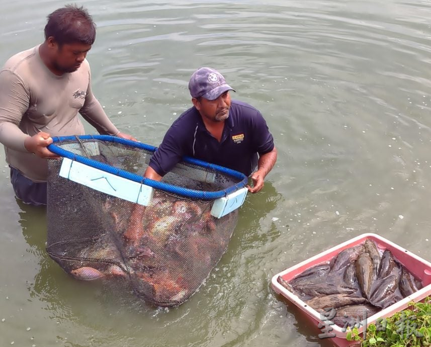 击败中越入口鱼 大马养殖荀壳受落