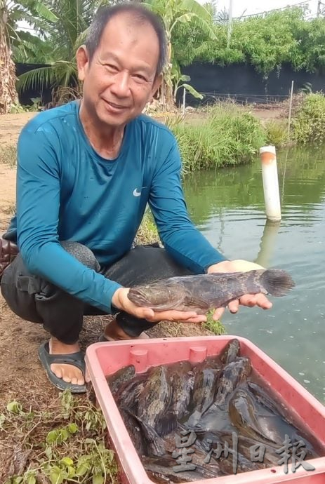 击败中越入口鱼 大马养殖荀壳受落