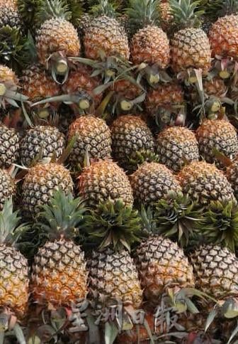 **已签发**柔:第二版头:特稿〡天气太热影响黄梨收成 梨农收入降低至少20%