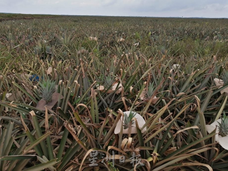 **已签发**柔:第二版头:特稿〡天气太热影响黄梨收成 梨农收入降低至少20%