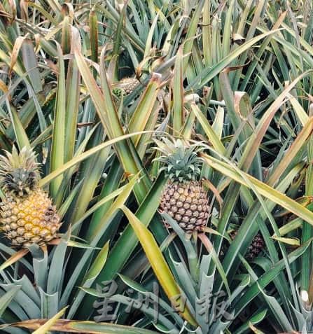 **已签发**柔:第二版头:特稿〡天气太热影响黄梨收成 梨农收入降低至少20%