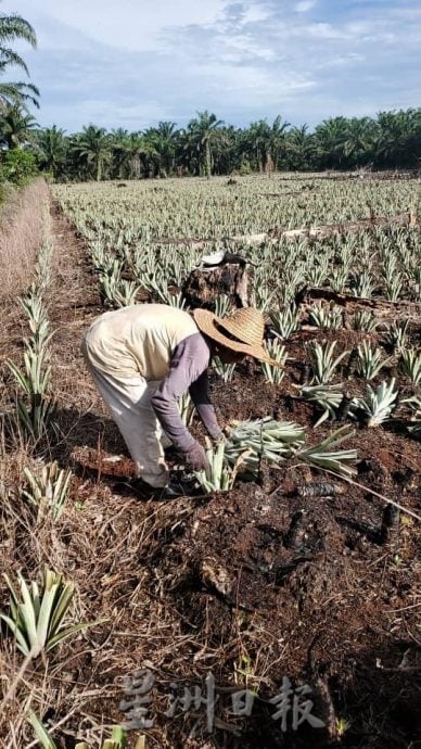 **已签发**柔:第二版头:特稿〡天气太热影响黄梨收成 梨农收入降低至少20%