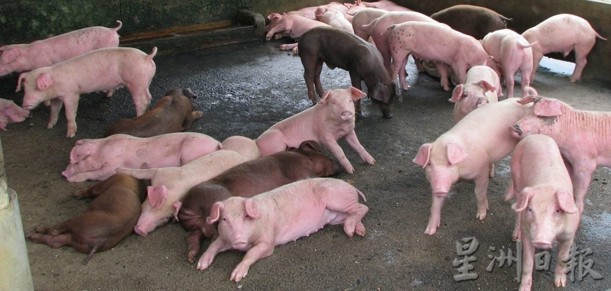 西华尼申:猪肉无缺  霹没爆发非洲猪瘟