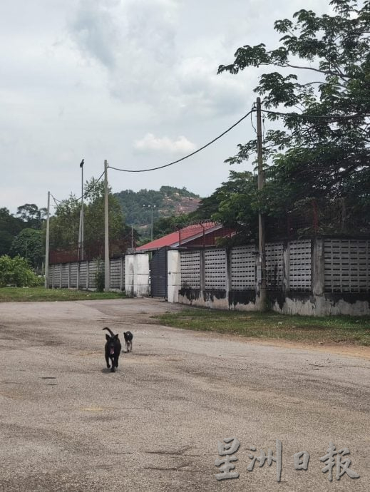 预先挖4坑 过程被拍下 怡市厅疑埋逾20狗尸