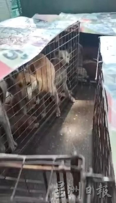 预先挖4坑 过程被拍下 怡市厅疑埋逾20狗尸