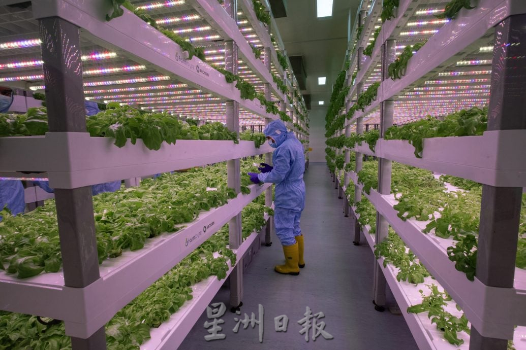 (大都会)(7月24日)星角摄/图说大马:穿防护衣“种”菜