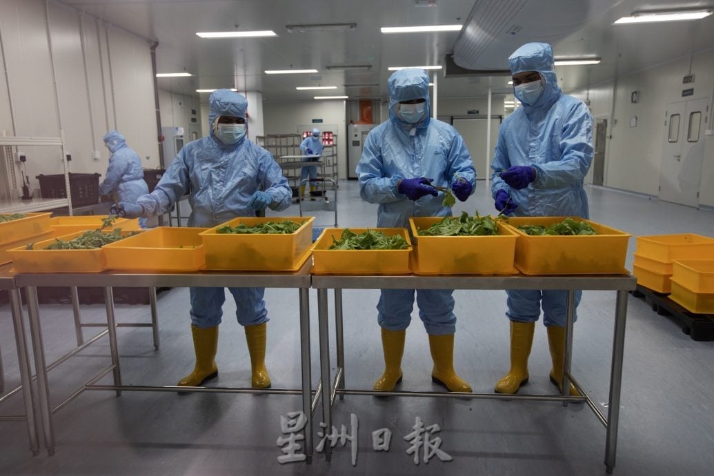 (大都会)(7月24日)星角摄/图说大马:穿防护衣“种”菜