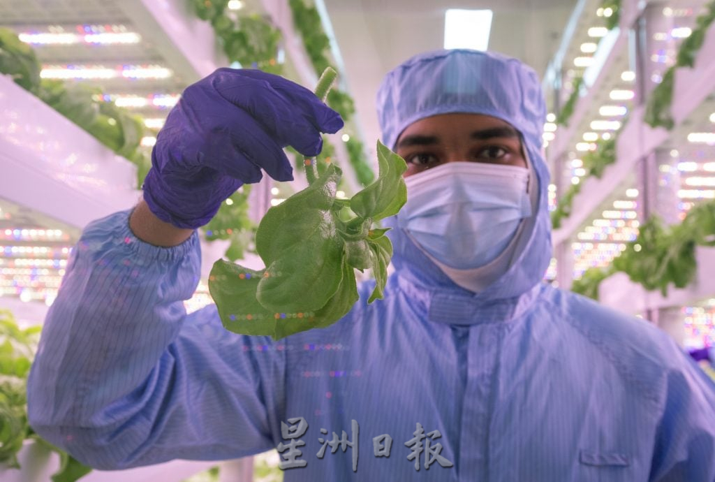 (大都会)(7月24日)星角摄/图说大马:穿防护衣“种”菜