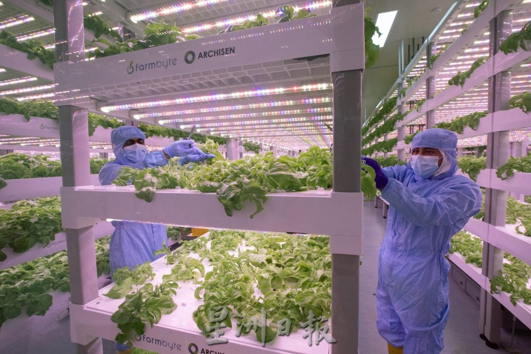 (大都会)(7月24日)星角摄/图说大马:穿防护衣“种”菜