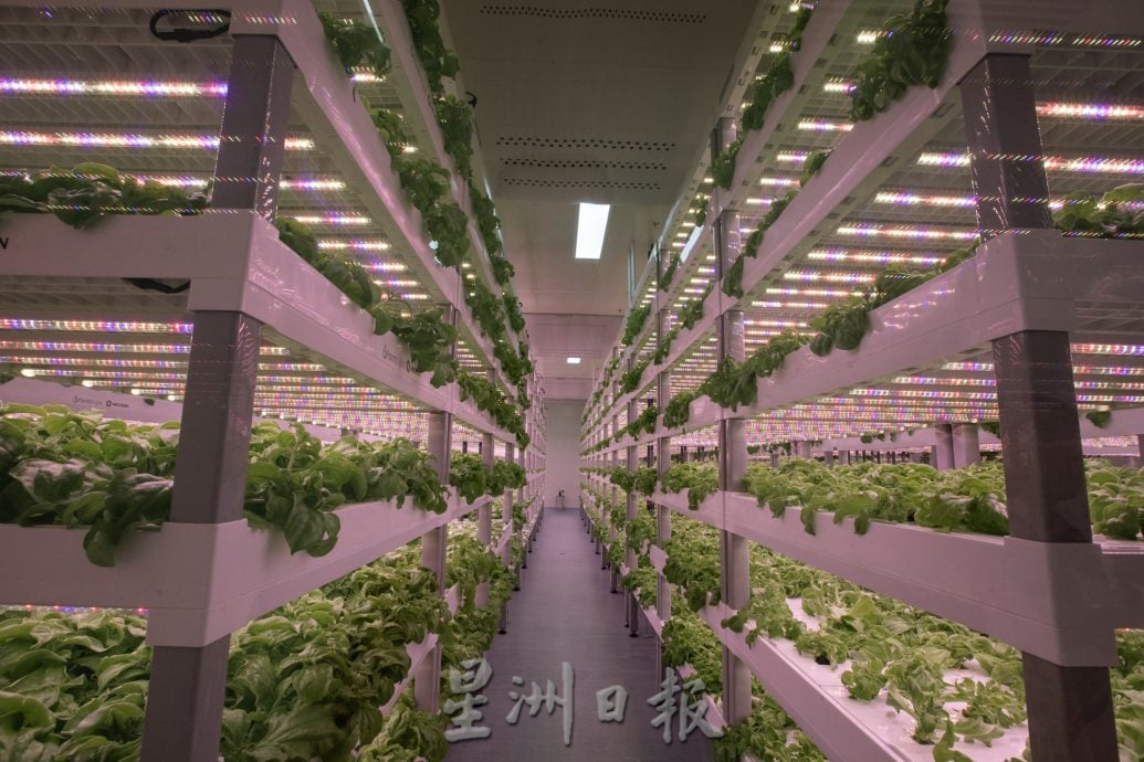 (大都会)(7月24日)星角摄/图说大马:穿防护衣“种”菜