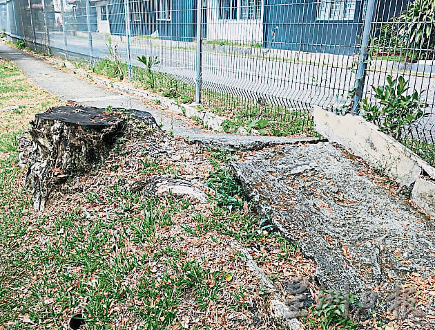 ME03头/士布爹组屋老树问题