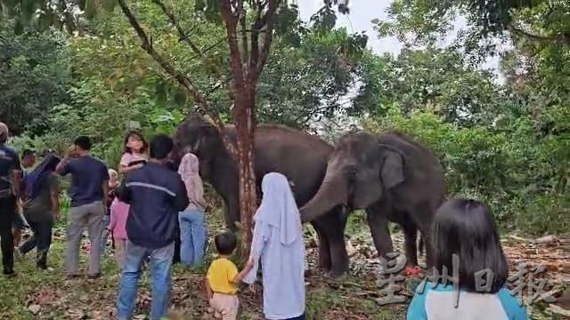 **已签发**柔:显刊:动保局带2野象往新家园 吸引村民围观
