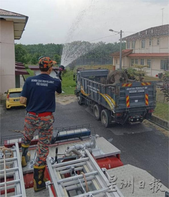 **已签发**柔:显刊:动保局带2野象往新家园 吸引村民围观