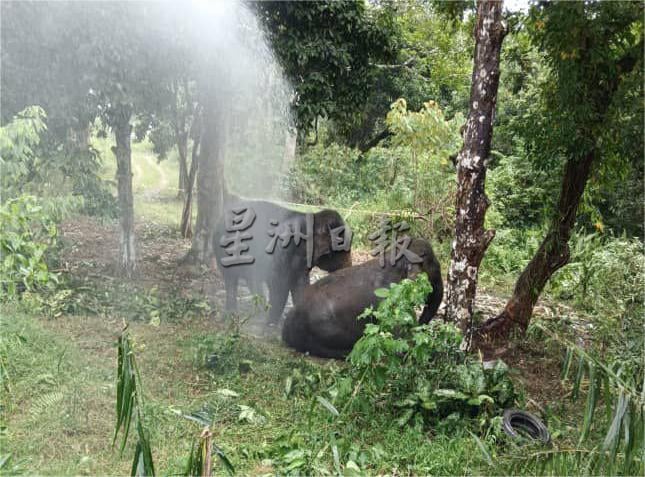 **已签发**柔:显刊:动保局带2野象往新家园 吸引村民围观