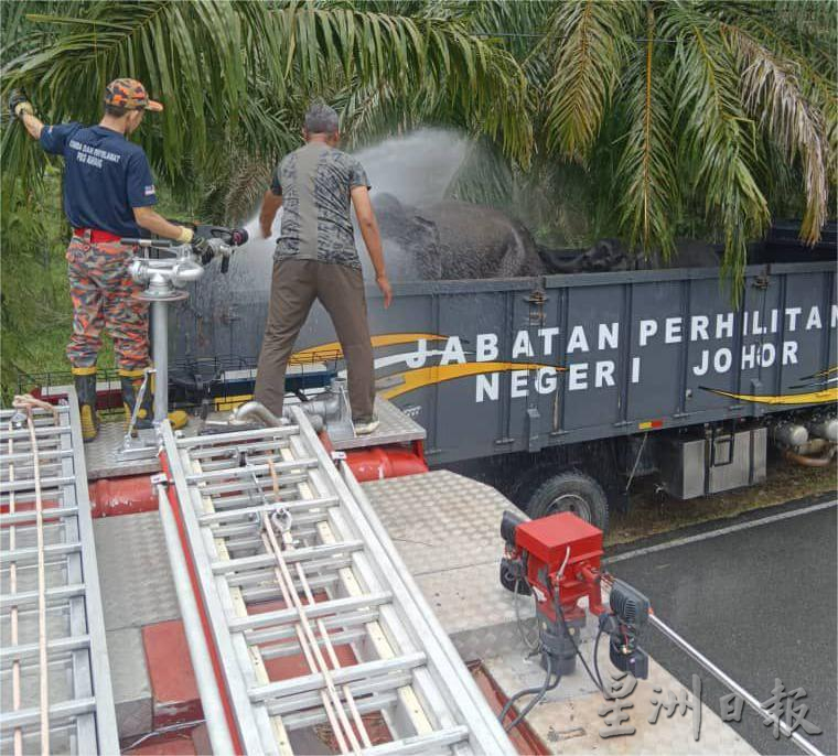 **已签发**柔:显刊:动保局带2野象往新家园 吸引村民围观