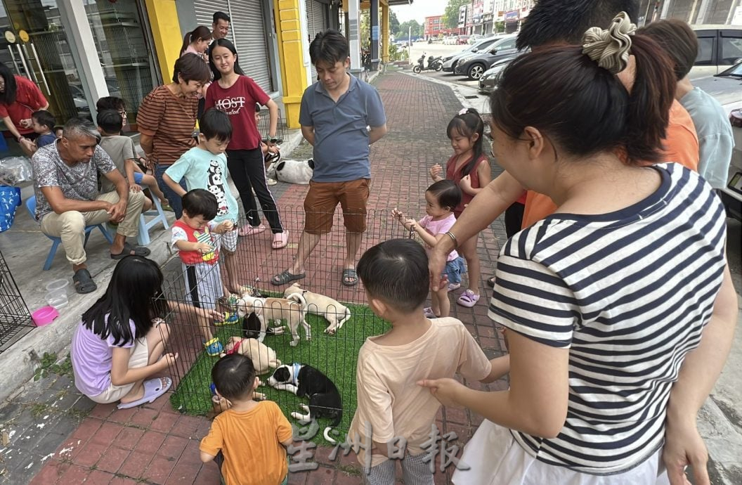 【带你去找爱】:黑白“狗生”因你的爱而有色彩!