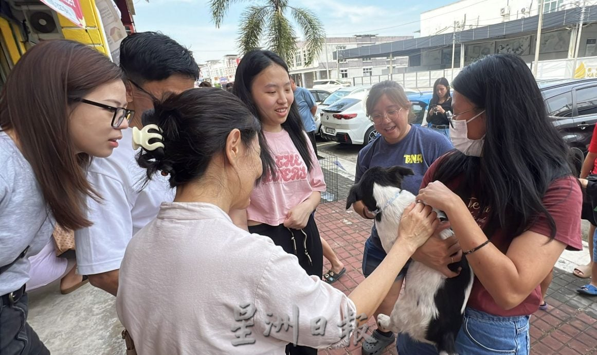 【带你去找爱】:黑白“狗生”因你的爱而有色彩!