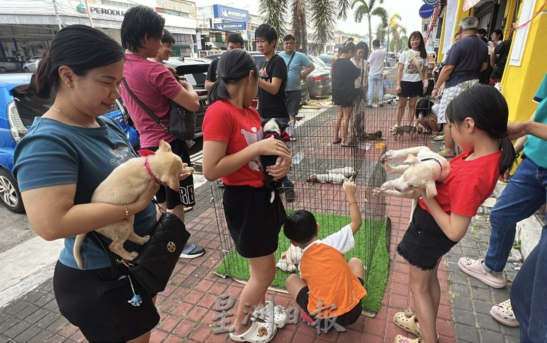 【带你去找爱】:黑白“狗生”因你的爱而有色彩!