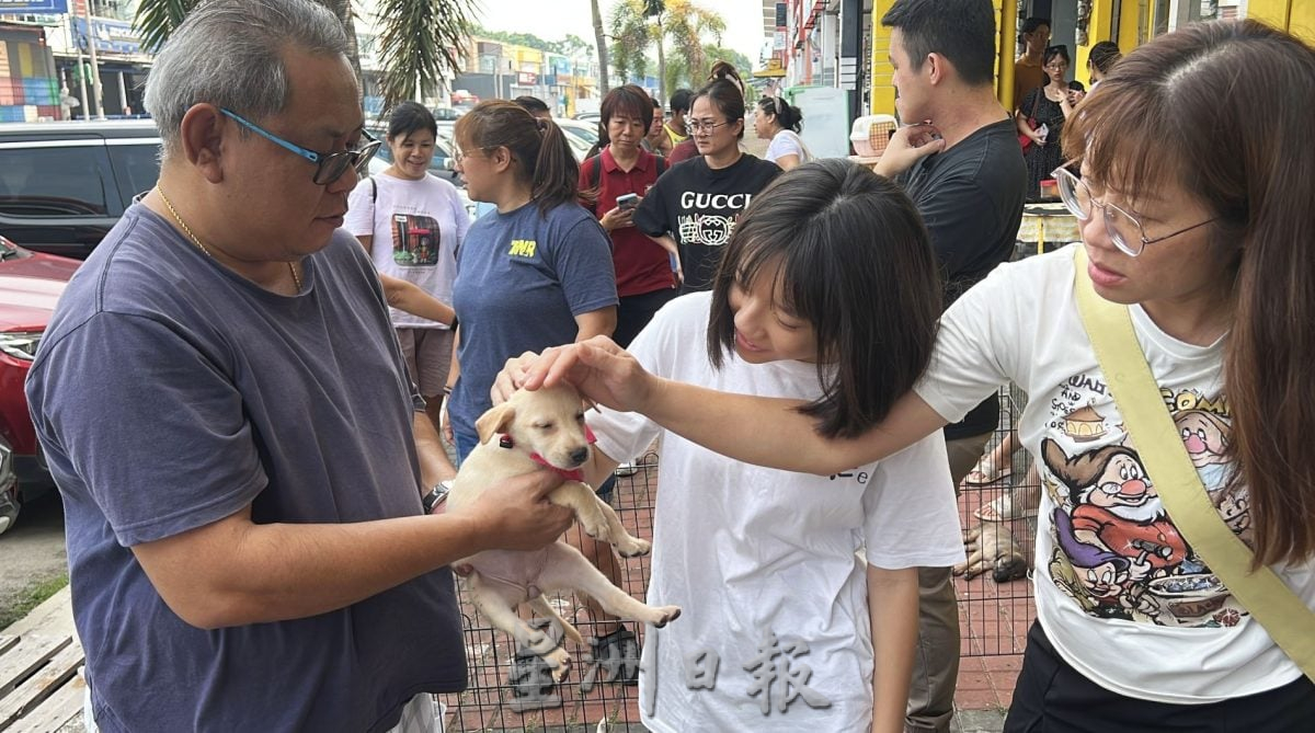 【带你去找爱】:黑白“狗生”因你的爱而有色彩!