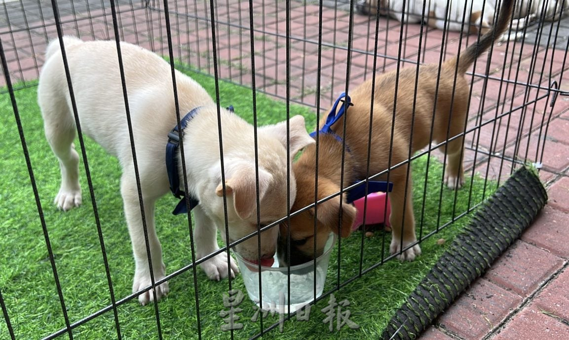 【带你去找爱】:黑白“狗生”因你的爱而有色彩!